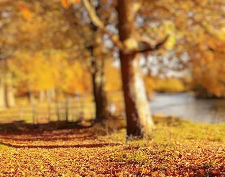 Nature Editing Background